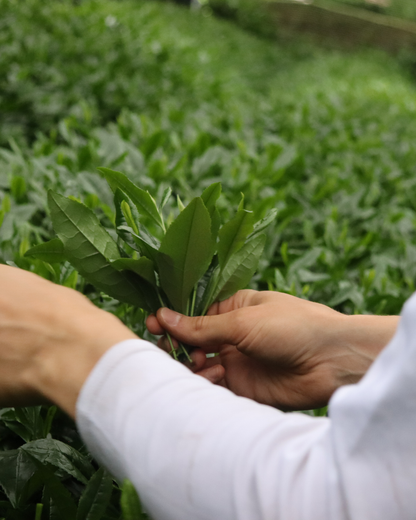 GOKOU Handpicked Contest Grade Matcha