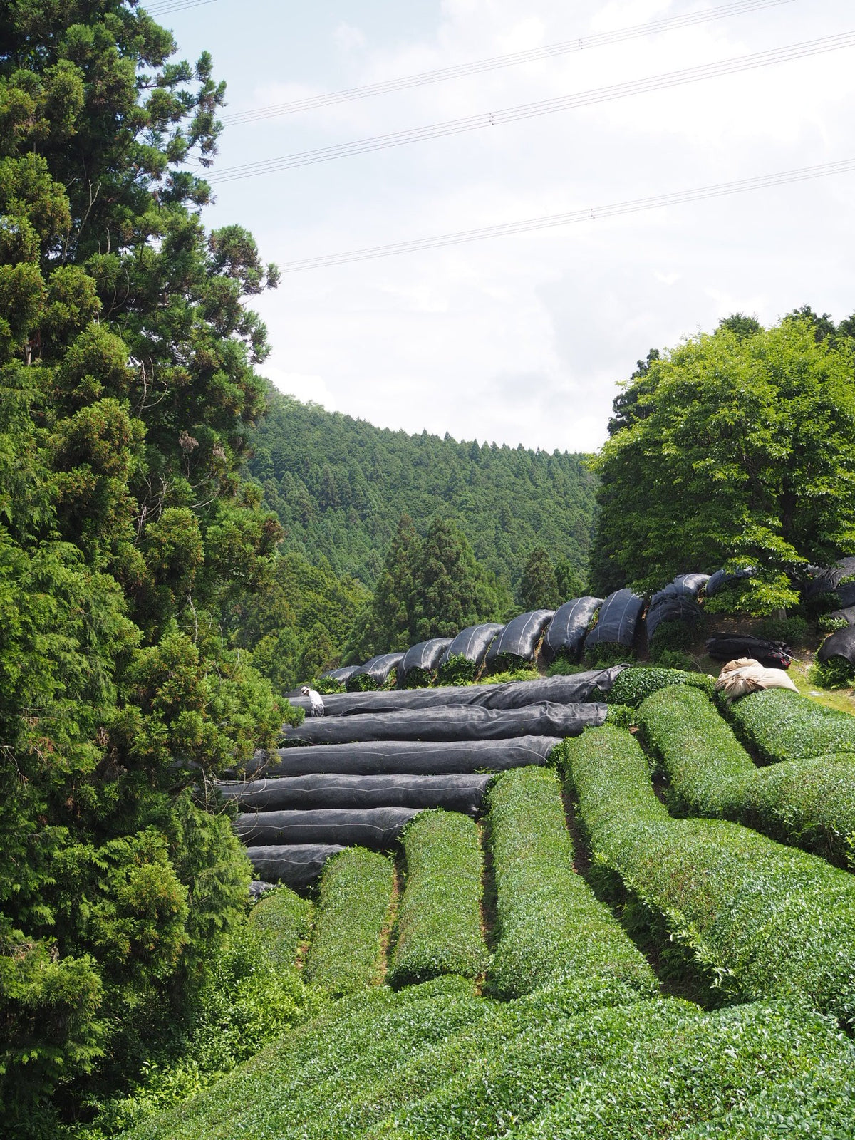 Single-Cultivar Matcha: A Tasting Journey