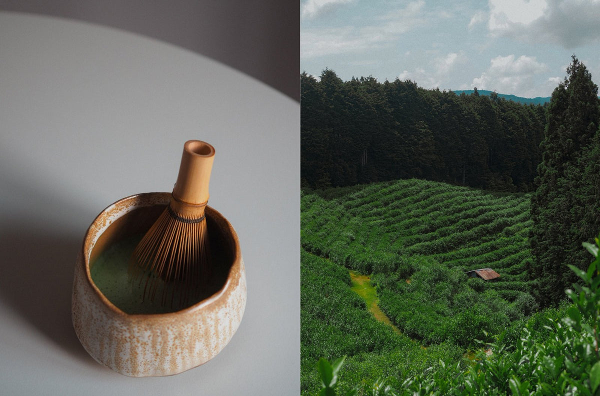 Single-cultivar matcha tasting in Berlin